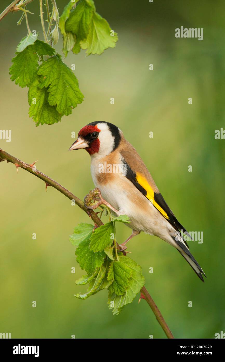 European Goldfinch (Carduelis carduelis) adulte, perché sur la tige, Norfolk, Angleterre, Royaume-Uni Banque D'Images