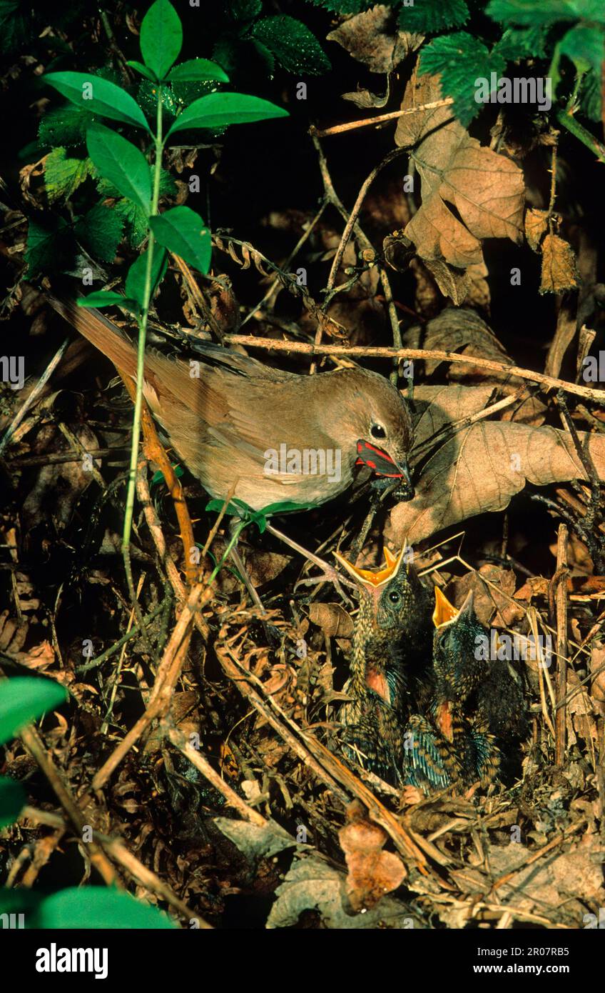 nightingale commune (Luscinia megarhynchos) adulte au nid avec la vermilion dans le bec, juvéniles exigeants Banque D'Images