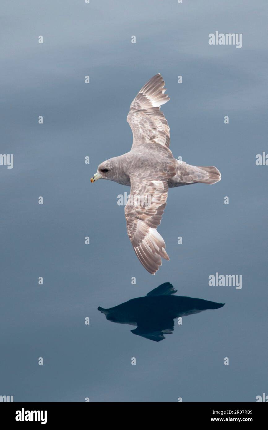 Fulmar du Nord (Fulmarus glacialis rodgersii) mue intermédiaire, adulte, en vol au-dessus de la mer, près de l'île de Béring, des îles commander, mer de Béring Banque D'Images