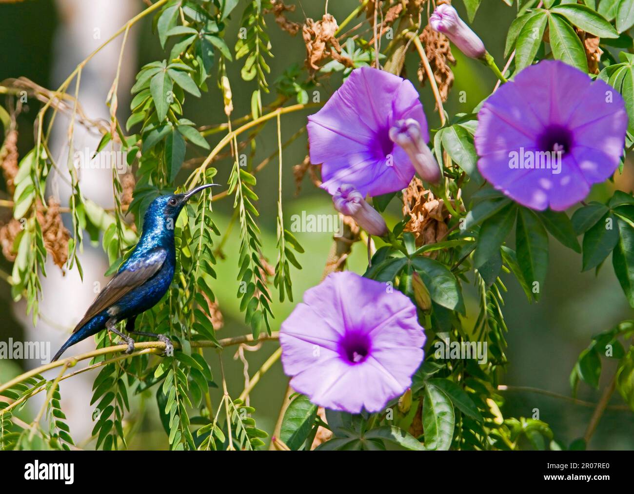 Purple Sunbird (Nectarinia asiatica), homme adulte, assis sur une branche près des fleurs, Rajasthan, Inde Banque D'Images