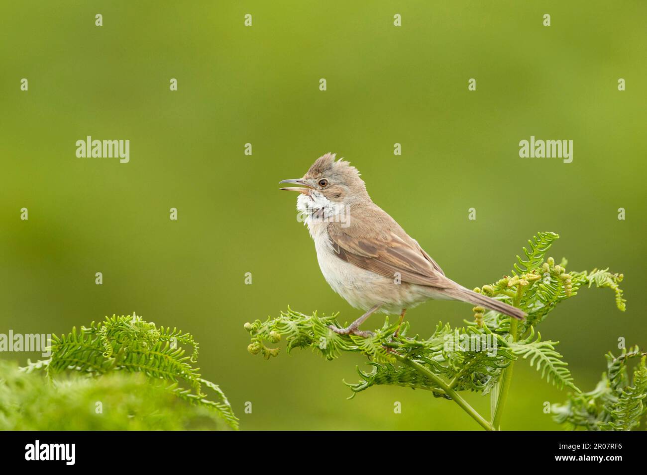 Whitethroat commun (Sylvia communis) adulte mâle, chant, perché sur saumâtre, Pembrokeshire, pays de Galles, Royaume-Uni Banque D'Images