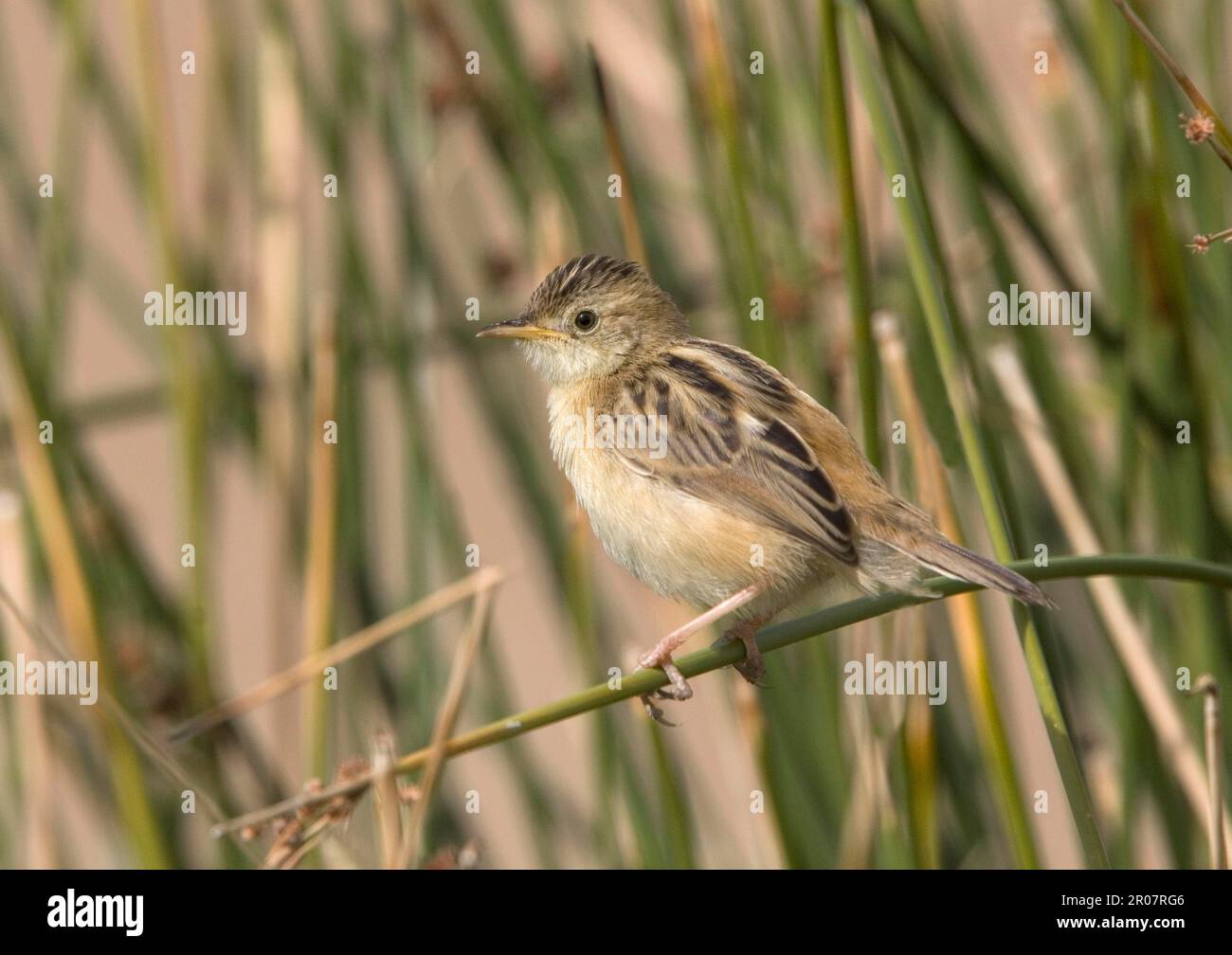 Zitting cisticola (Cisticola joncidis), oiseaux chanteurs, animaux, oiseaux, zitting Cisticola juvénile, Perchée au milieu des roseaux de terres humides, Extramadura, Espagne Banque D'Images