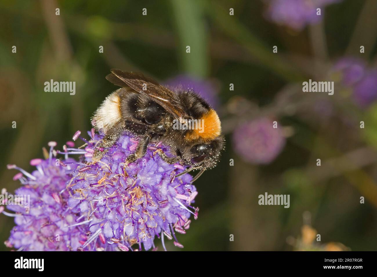 Vestal Cuckoo Bumblebee (Bombus vestalis) adulte femelle, se nourrissant de fleurs, Norfolk, Angleterre, Royaume-Uni Banque D'Images