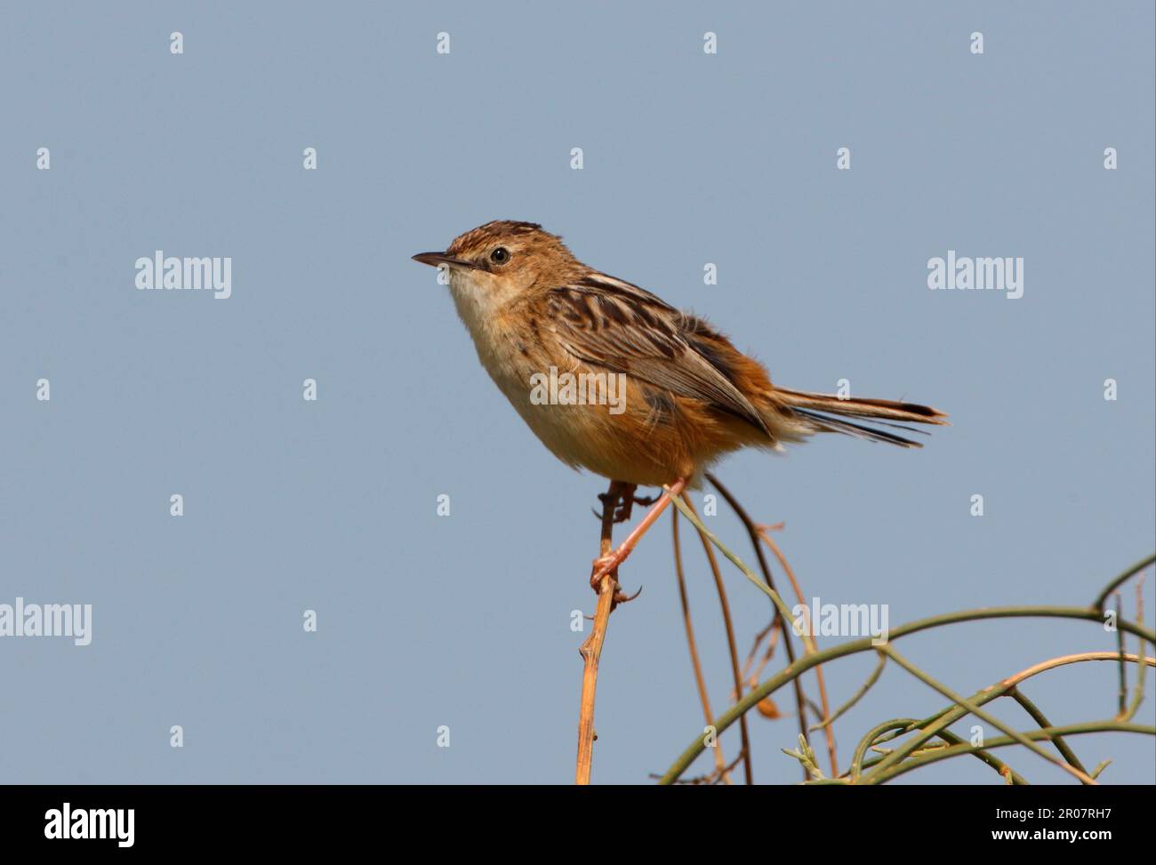 Cisticola, oiseaux chanteurs, animaux, oiseaux, Paruline à queue éventail (Cisticola juncidis ciscola) adulte, perchée sur la branche, Ria Formosa N. P. Algarve, Portugal Banque D'Images