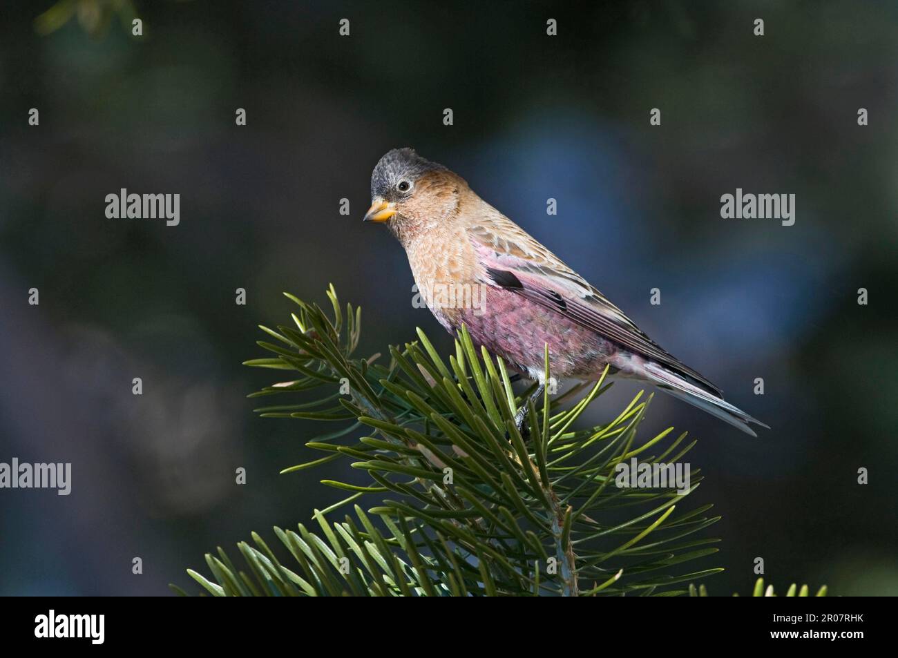 Croque de Rosy adulte à couronne grise (Leucosticte tephrodite), adulte, sur conifères, Scandia Crest, près d'Albuquerque, New utricularia ochroleuca (U.) (U.) S. A. Banque D'Images