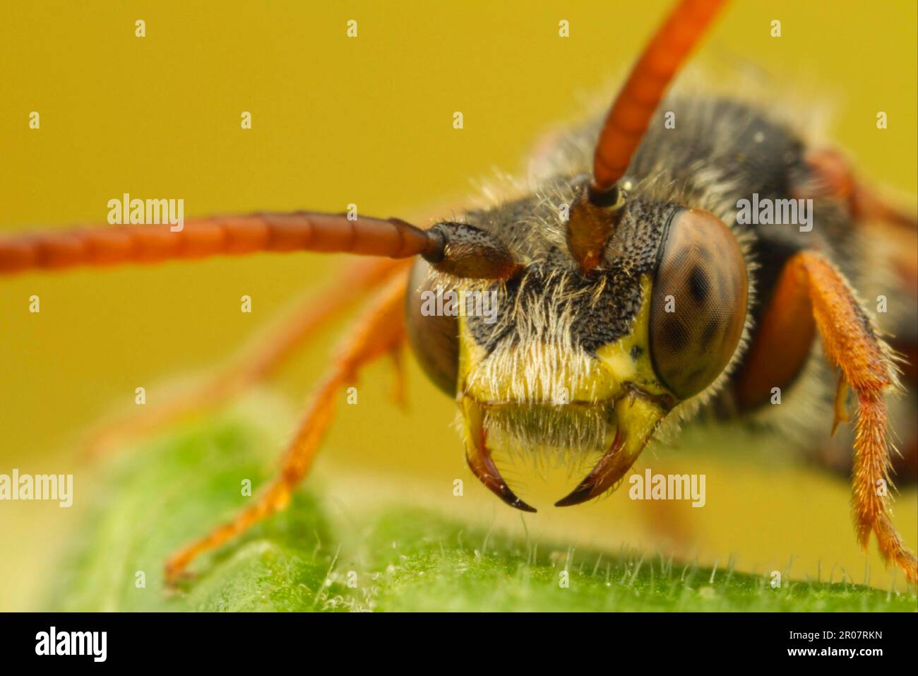 Cuckoo Bee, Cuckoo Bees, Bee, abeilles, autres animaux, Insectes, animaux, abeille nomade (Nomada sp.) Adulte, gros plan de la tête, Leicestershire, Angleterre, United Banque D'Images