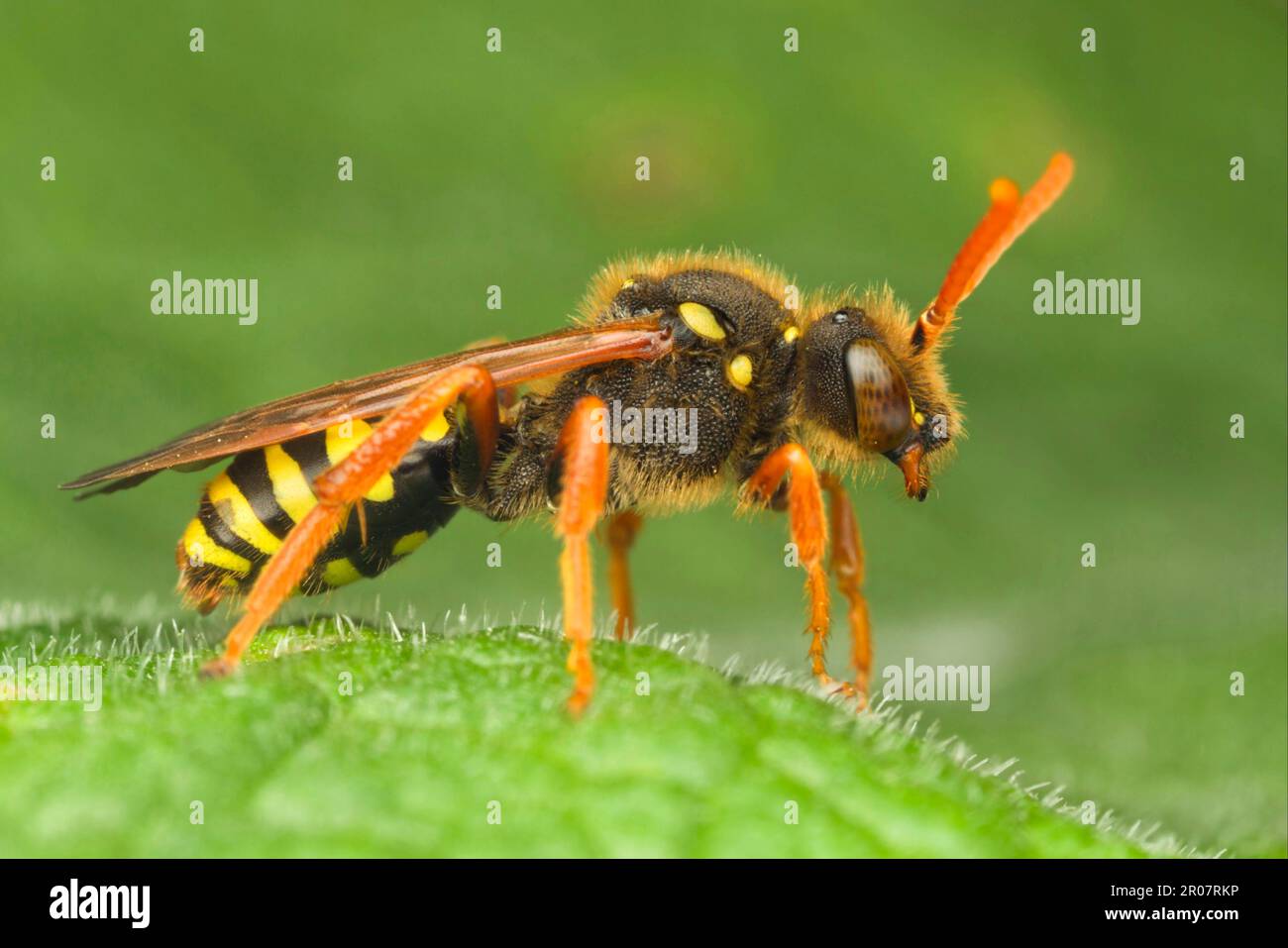 Cuckoo Bee, Cuckoo Bees, Bee, abeilles, autres animaux, Insectes, animaux, abeille nomade (Nomada sp.) Adulte, reposant sur Leicestershire, Angleterre, Royaume-Uni Banque D'Images