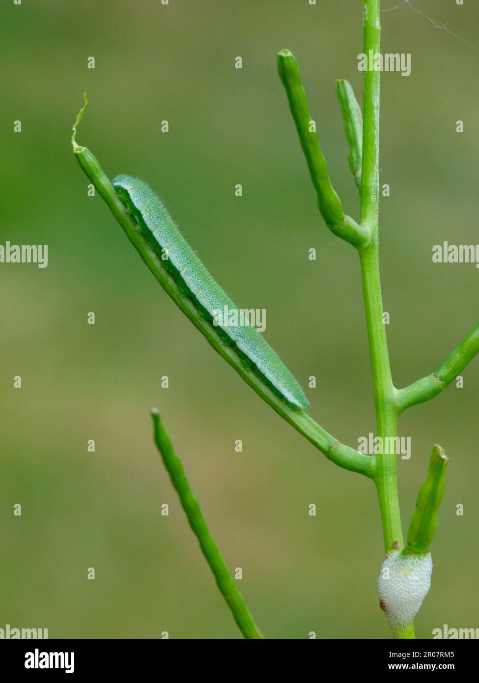 Chenille de papillon à pointe orange (Anthocharis cardamines), se nourrissant sur des graines de moutarde à l'ail (Alliaria petiolata) dans un jardin urbain, avec un coupe-froid Banque D'Images