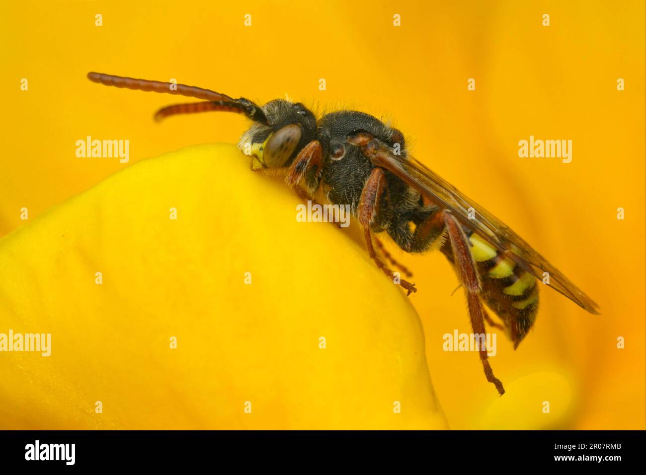 Cuckoo Bee, Cuckoo Bees, Bee, abeilles, autres animaux, Insectes, animaux, abeille nomade (Nomada sp.) adulte, dormant avec mâchoires verrouillées sur pétale de fleur Banque D'Images