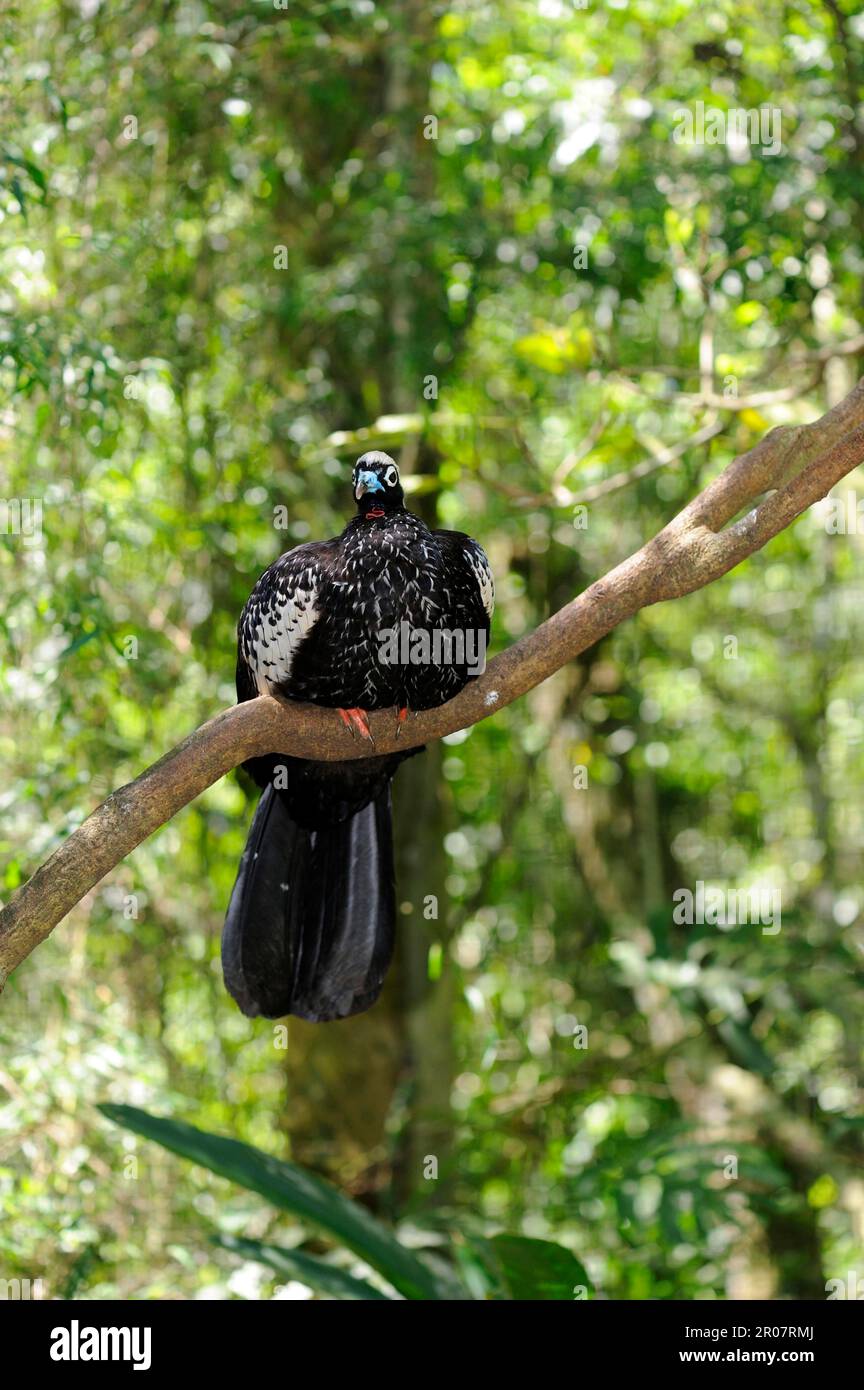 Piping-guan à gorge rouge (Pipile cujubi) adulte, perché sur la branche, Iguazu N. P. Argentine Banque D'Images