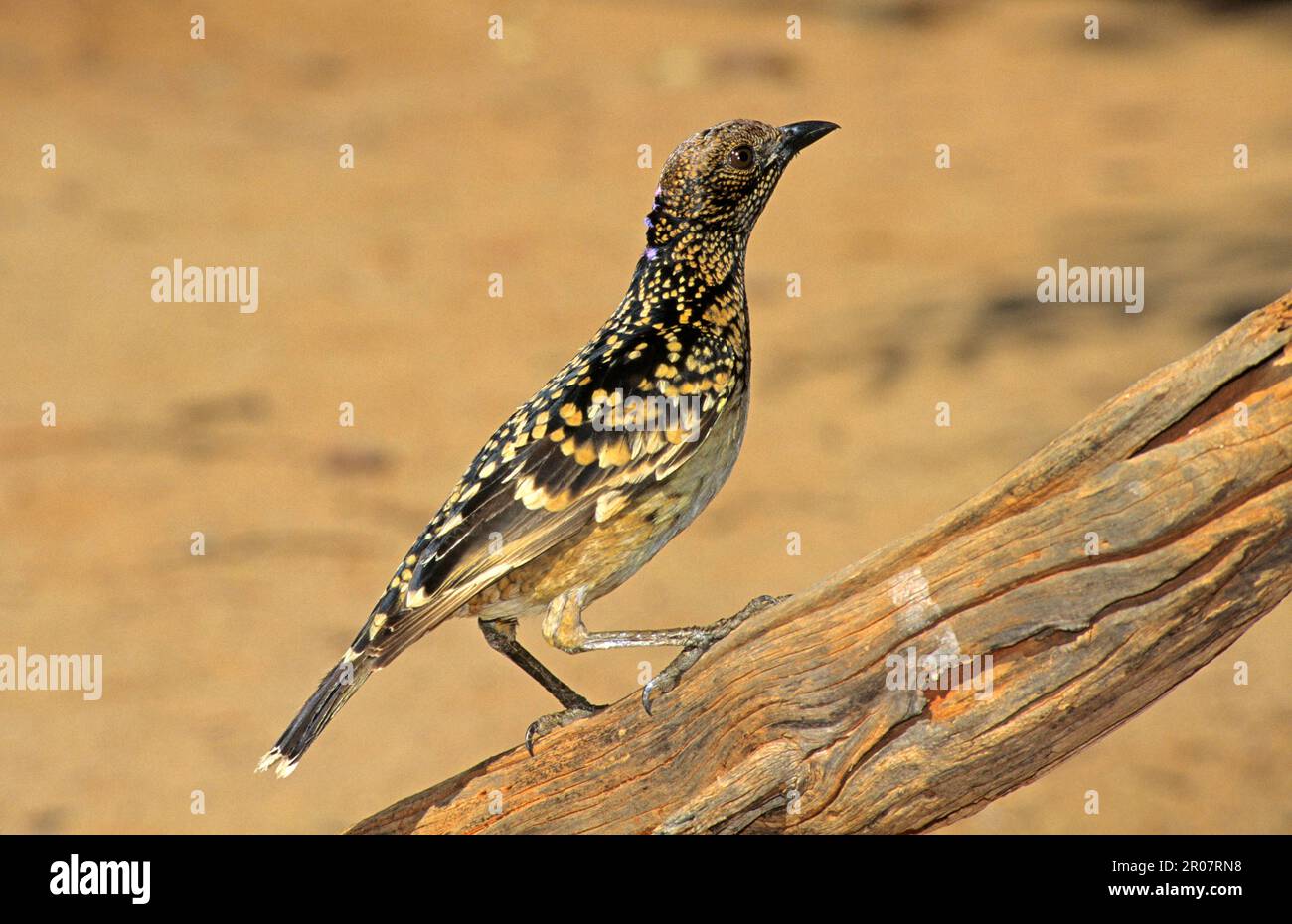 Oiseau boréal de l'Ouest (Chlamydera guttata), oiseaux de rivage tachetés, oiseaux chanteurs, animaux, oiseaux, Forme occidentale de l'oiseau de rivage tacheté, adulte, perché sur l'Australie Banque D'Images