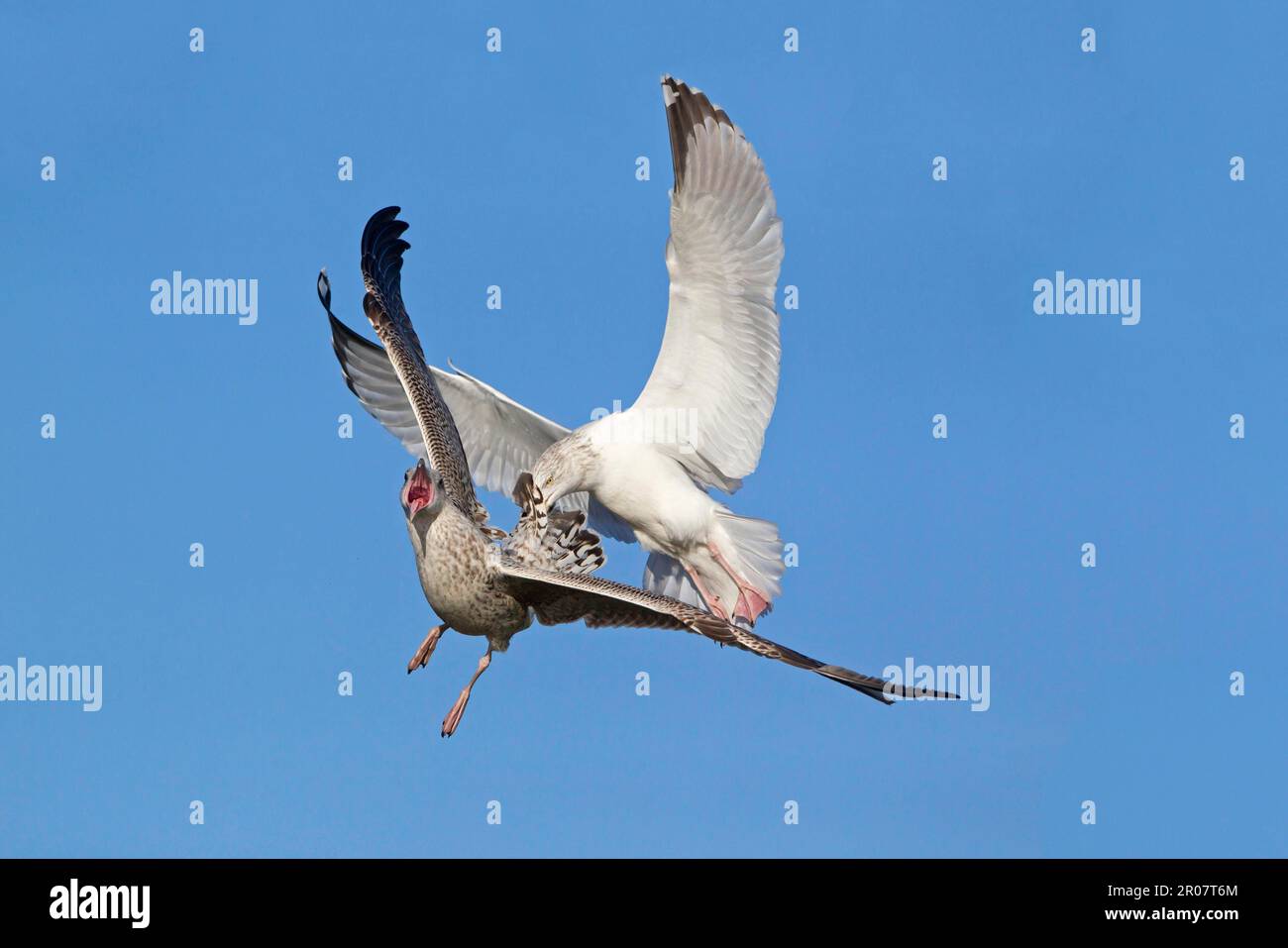 Goéland argenté européen (Larus argentatus) adulte, plumage d'hiver, attaquant un mineur en vol, Suffolk, Angleterre, Royaume-Uni Banque D'Images