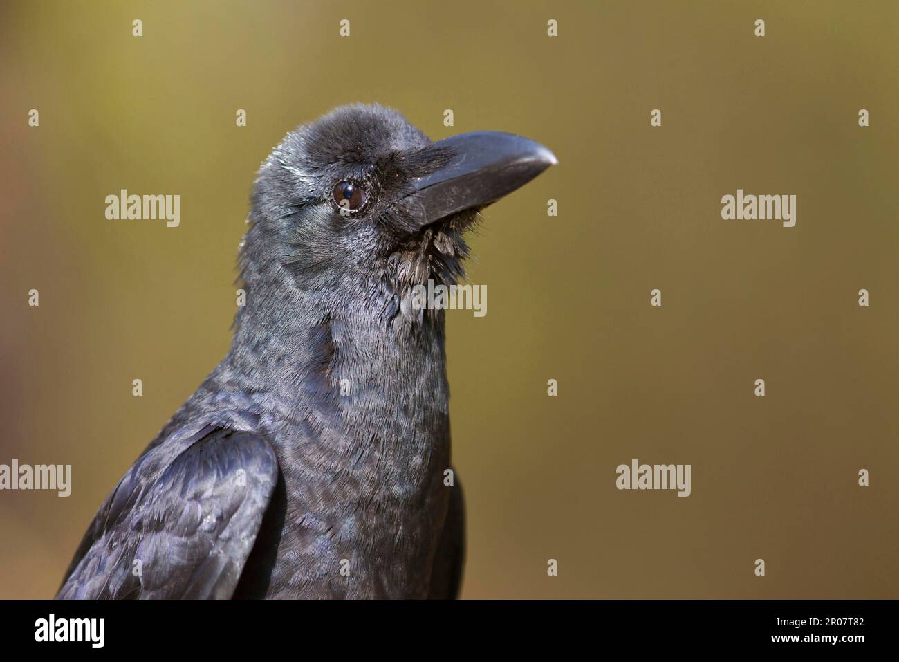 Corbeau à bec épais, corneilles à bec large (Corvus macrorhynchos), corvidés, oiseaux chanteurs, animaux, oiseaux, Jungle Crow adulte, gros plan de la tête, Kanha N. P. Banque D'Images