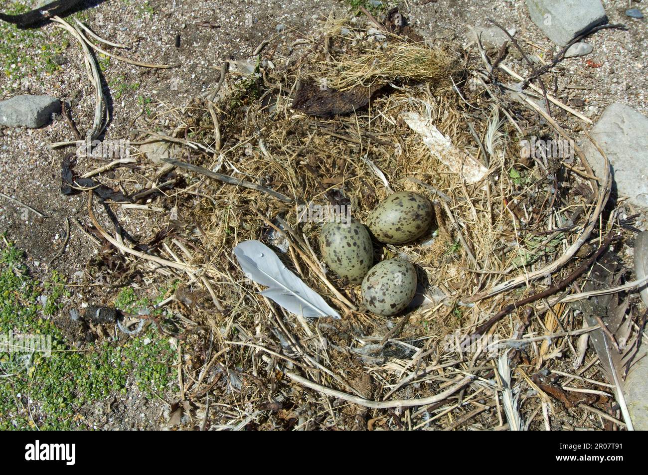 Goéland dominicain, goélands de varech (Larus dominicanus), Goélands, animaux, oiseaux, Goéland de Kelp trois oeufs en nid, rivage de l'étang de Shedder, île de la carcasse, Ouest Banque D'Images