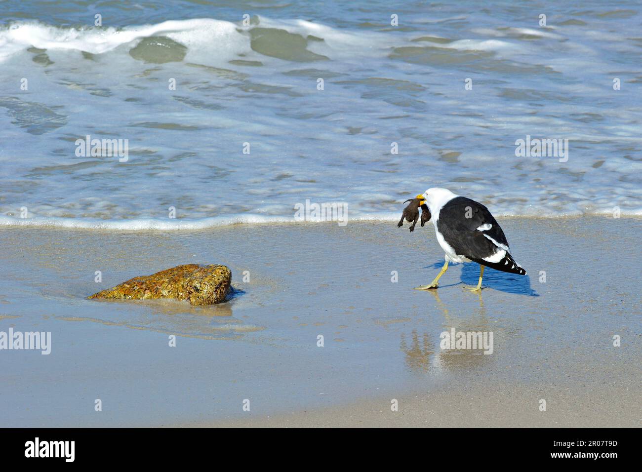 La cape adulte (Larus dominicanus vetula), se nourrissant sur la poussette du Penguin Gentoo (Sphensicus demersus), debout sur la plage, Simonstown Banque D'Images