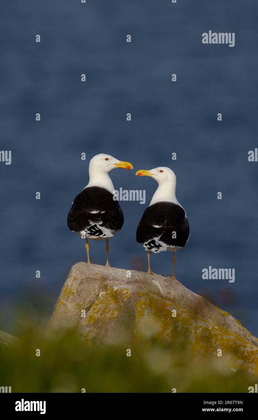 Grand guette à dos noir (Larus marinus), paire d'adultes, debout sur le rocher, Grand Saltee, Saltee Islands, Irlande Banque D'Images