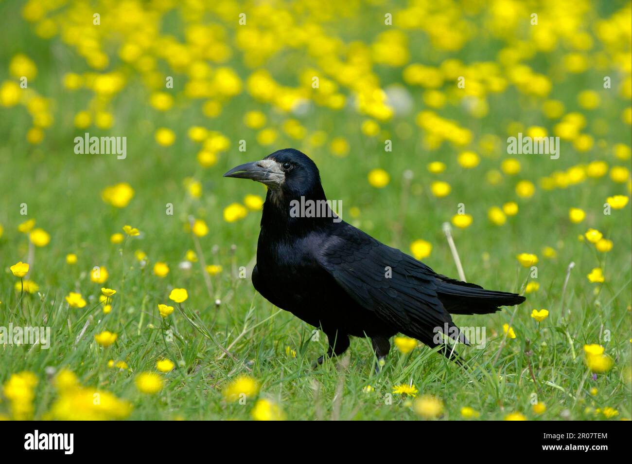 Rook (Corvus frugilegus) adulte, debout dans le domaine des tasses de beurre, Oxfordshire, Angleterre, Royaume-Uni Banque D'Images