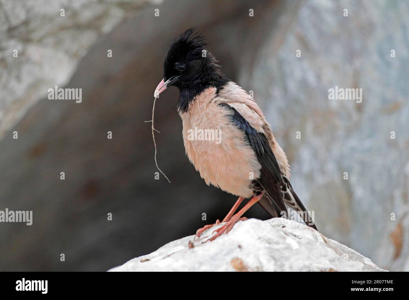 Esturling rose rosé (Sturnus roseus), mâle adulte, avec matériel de nidification dans son bec, assis sur une roche dans une carrière, Bulgarie Banque D'Images