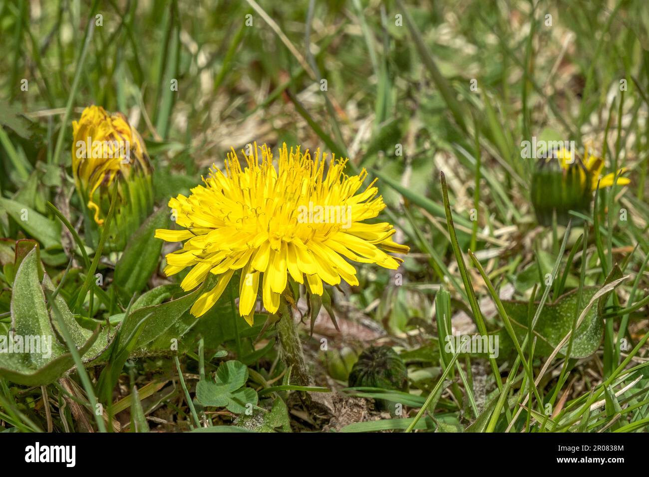 Le pissenlit, Taraxacum officinale, est une plante à feuilles larges qui peut croître dans des conditions de sol moins qu'optimales. Souvent considéré comme une mauvaise herbe à quel point pensez-vous Banque D'Images