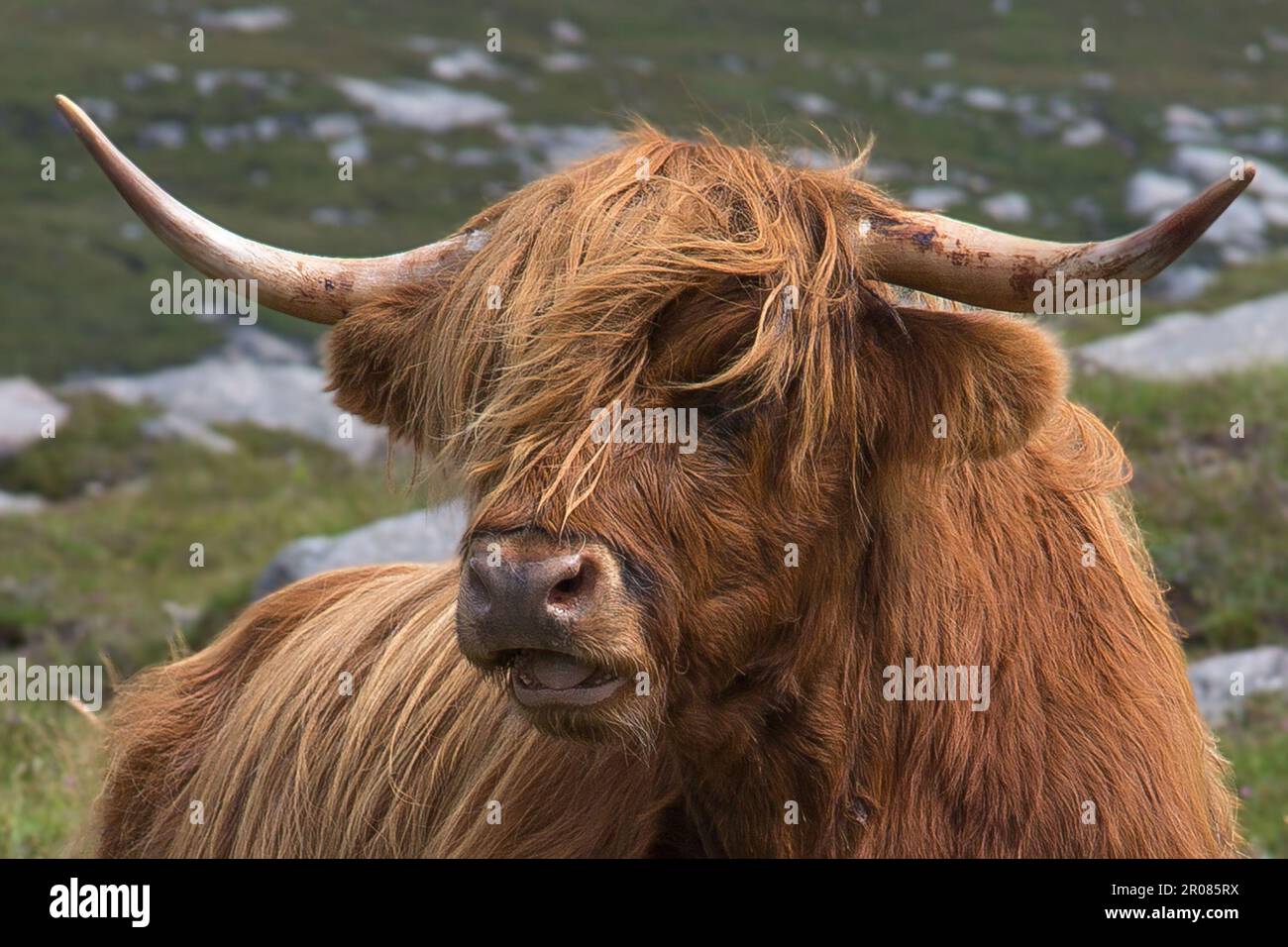 Face of Highland Cow Close Up, Hushinish, Harris, Isle of Harris, Hebrides, Outer Hebrides, Îles de l'Ouest, Écosse, Royaume-Uni, Grande-Bretagne Banque D'Images
