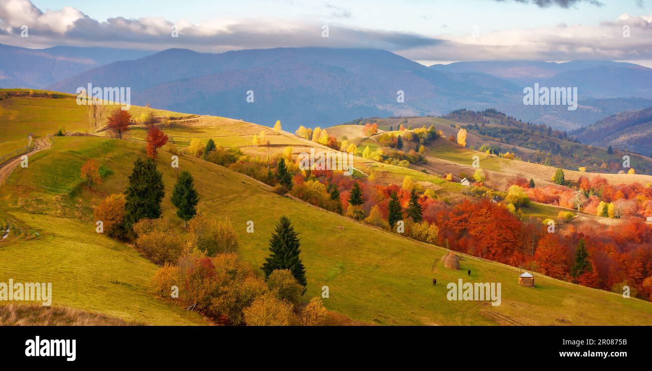 vue fabuleuse sur la campagne carpalienne en automne. paysage alpin coloré dans la lumière du matin et la crête de borzhava au loin Banque D'Images