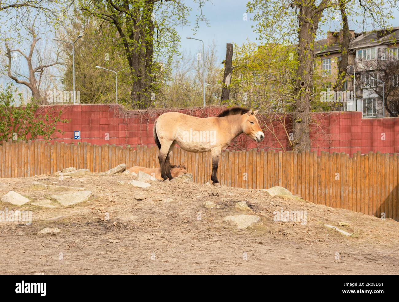 Cheval przewalskii dans le zoo. Animal rare sous protection. Mignon cheval de Przewalski debout seul. Paysage du zoo de Kiev, Ukraine. Animal sauvage dans le zoo. Banque D'Images