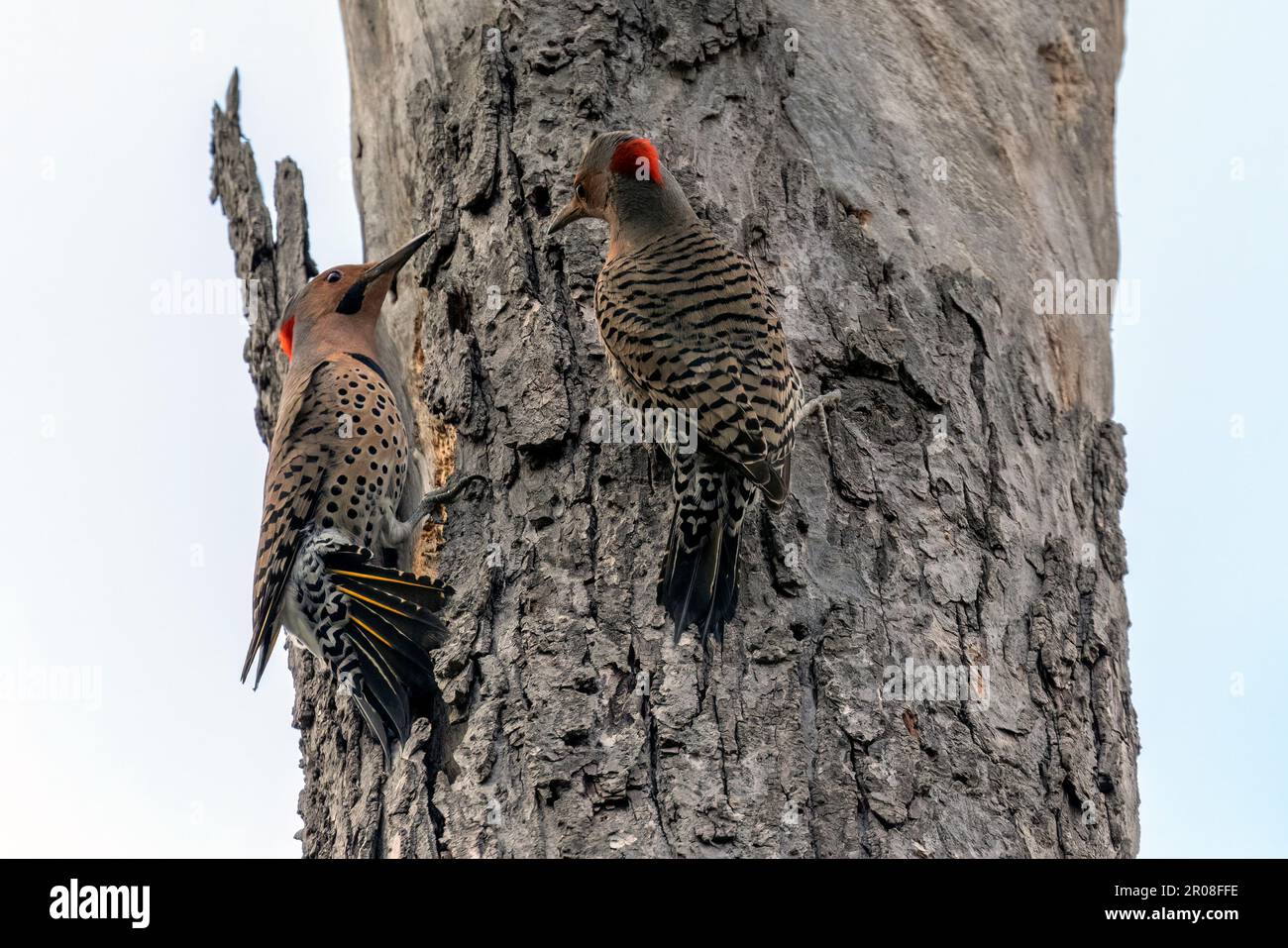 Une paire de scintillements du Nord sur un tronc d'arbre dans le sud-ouest de l'Ontario, au Canada. Banque D'Images Une paire de scintillements du Nord sur un tronc d'arbre dans le sud-ouest de l'Ontario, au Canada. Banque D'Images