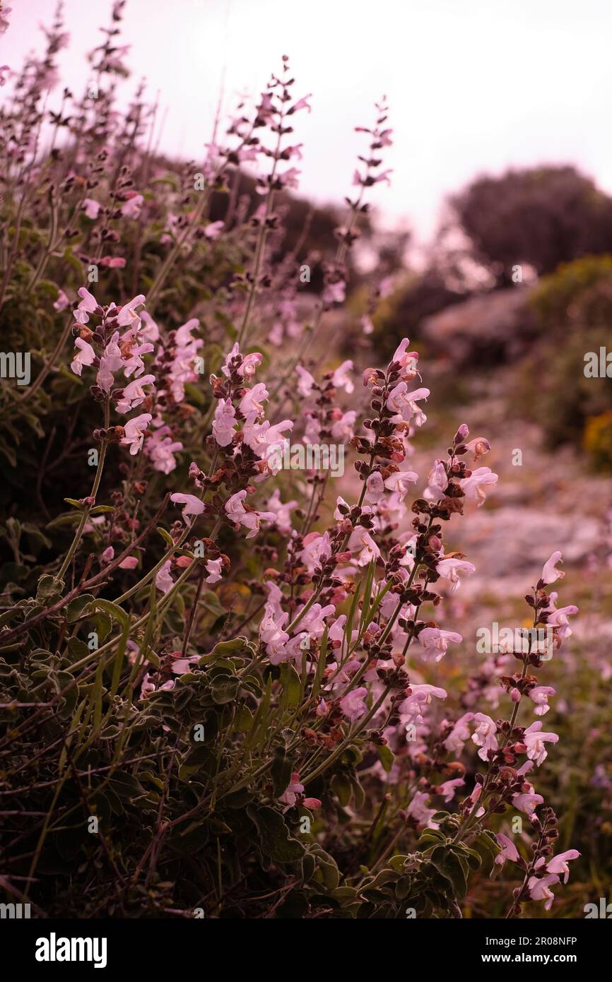 Sauge sauvage en fleur dans les îles Cyclades de Grèce Banque D'Images