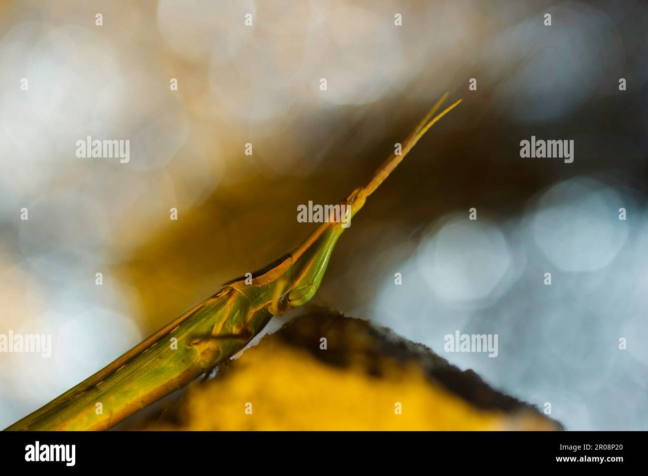 Sauterelle au museau, sauterelle à longue tête, sauterelle méditerranéenne à face inclinée (Acrida hungarica), Sardaigne, Italie Banque D'Images