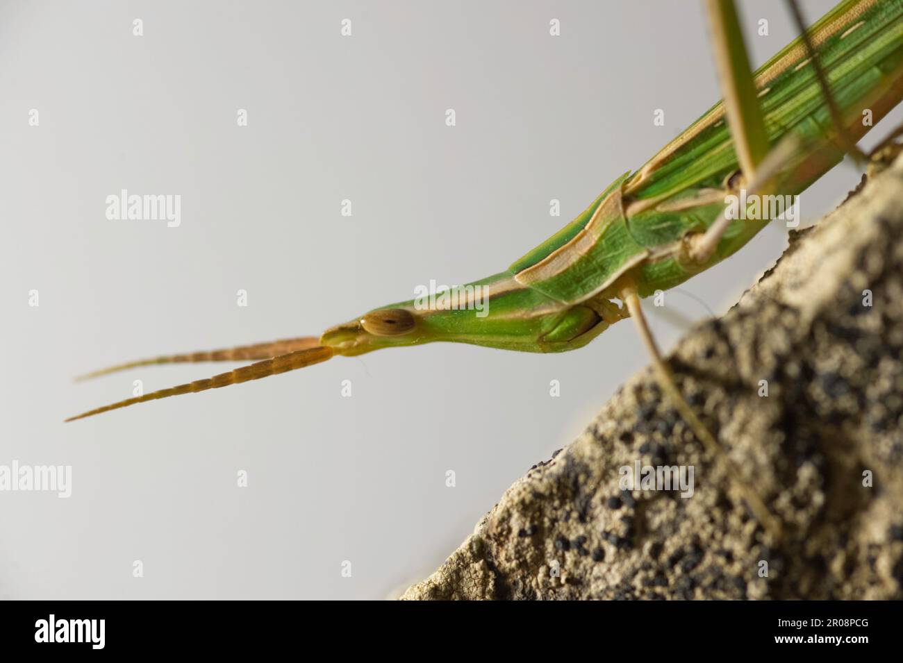 Sauterelle au museau, sauterelle à longue tête, sauterelle méditerranéenne à face inclinée (Acrida hungarica), Sardaigne, Italie Banque D'Images