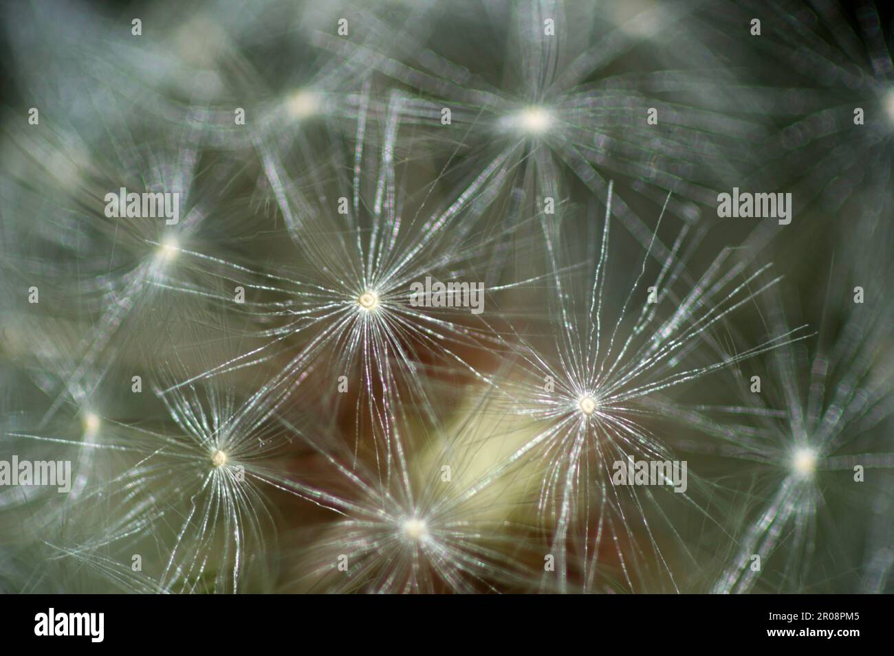 Taraxacum officinale, le pissenlit ou pissenlit commun, Sardaigne, Italie Banque D'Images