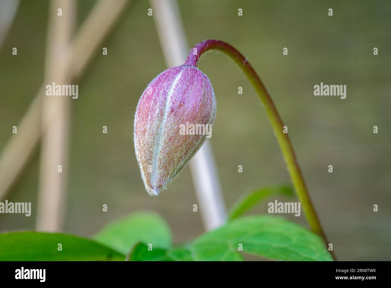 Photo macro d'un bourgeon de fleurs de Clematis montana Banque D'Images