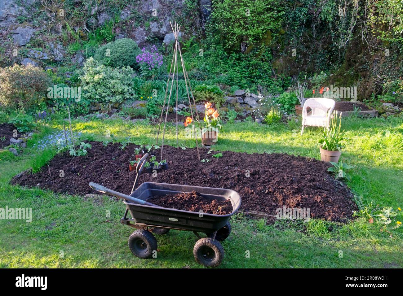 Lit surélevé dans un petit jardin de mai arrière-pays au printemps avec une couche fraîche de fumier de compost de wagon et de rocaille Carmarthenshire Wales UK KATHY DEWITT Banque D'Images