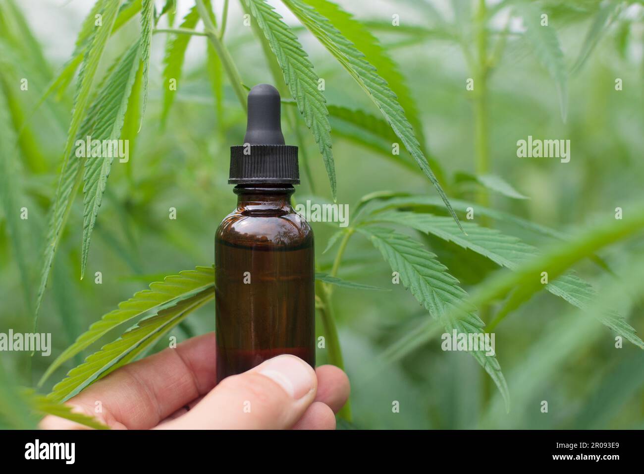 Mains avec bouteille marron d'huile de cannabis, feuilles de plantes, vue rapprochée. Banque D'Images