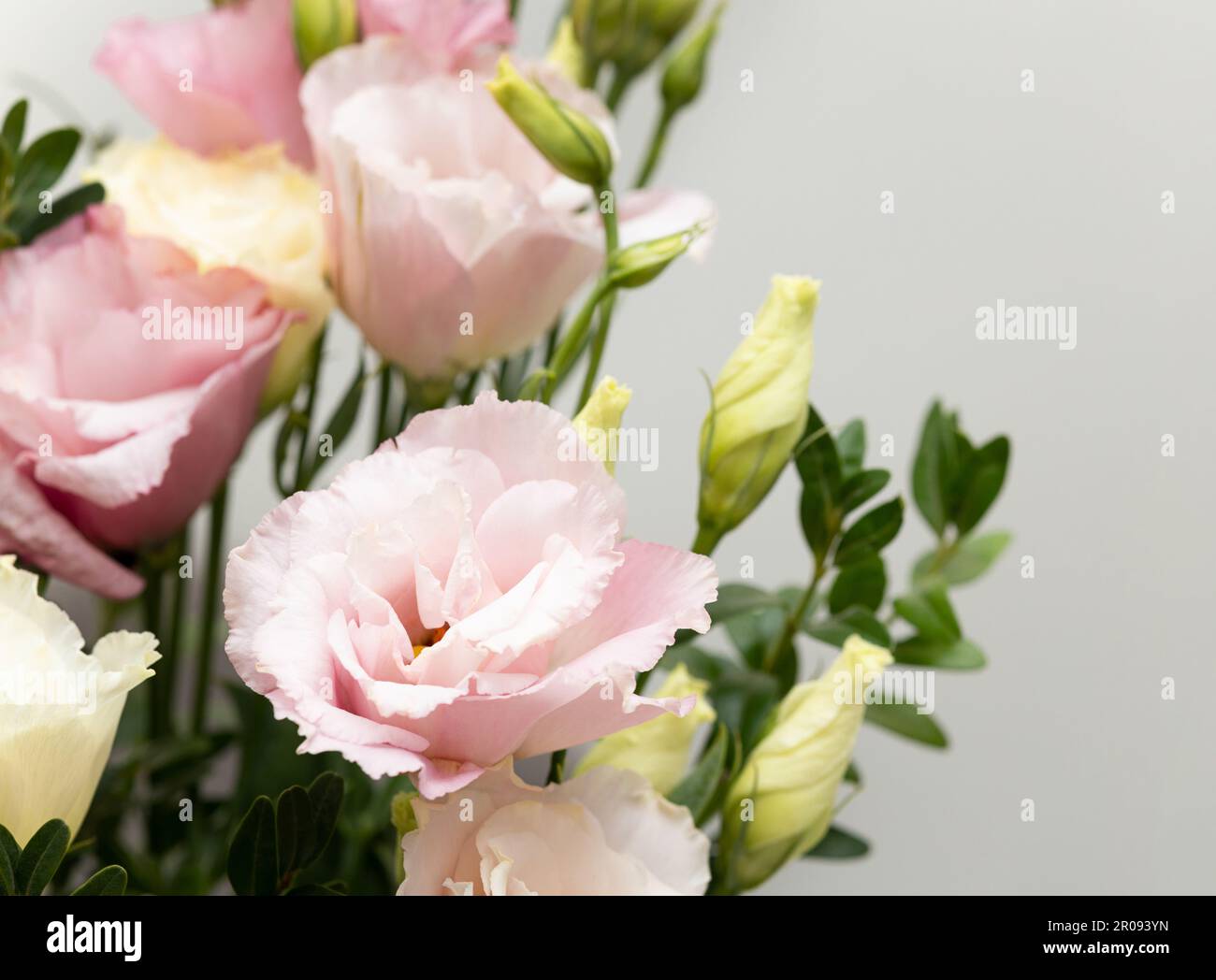 Gros plan de fleurs d'eustoma rose en bouquet sur fond neutre clair, espace pour le texte Banque D'Images