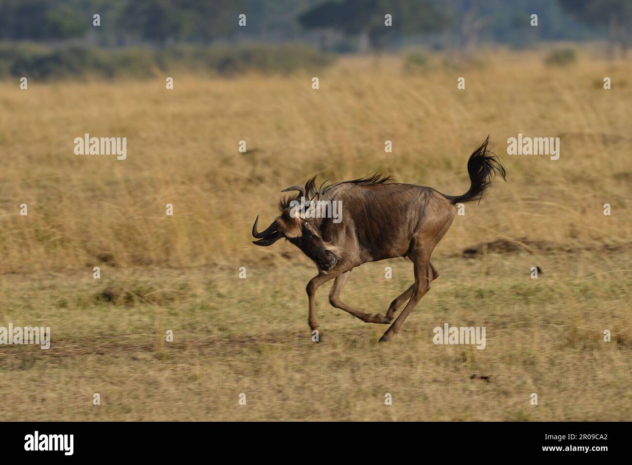 La faune africaine Banque D'Images