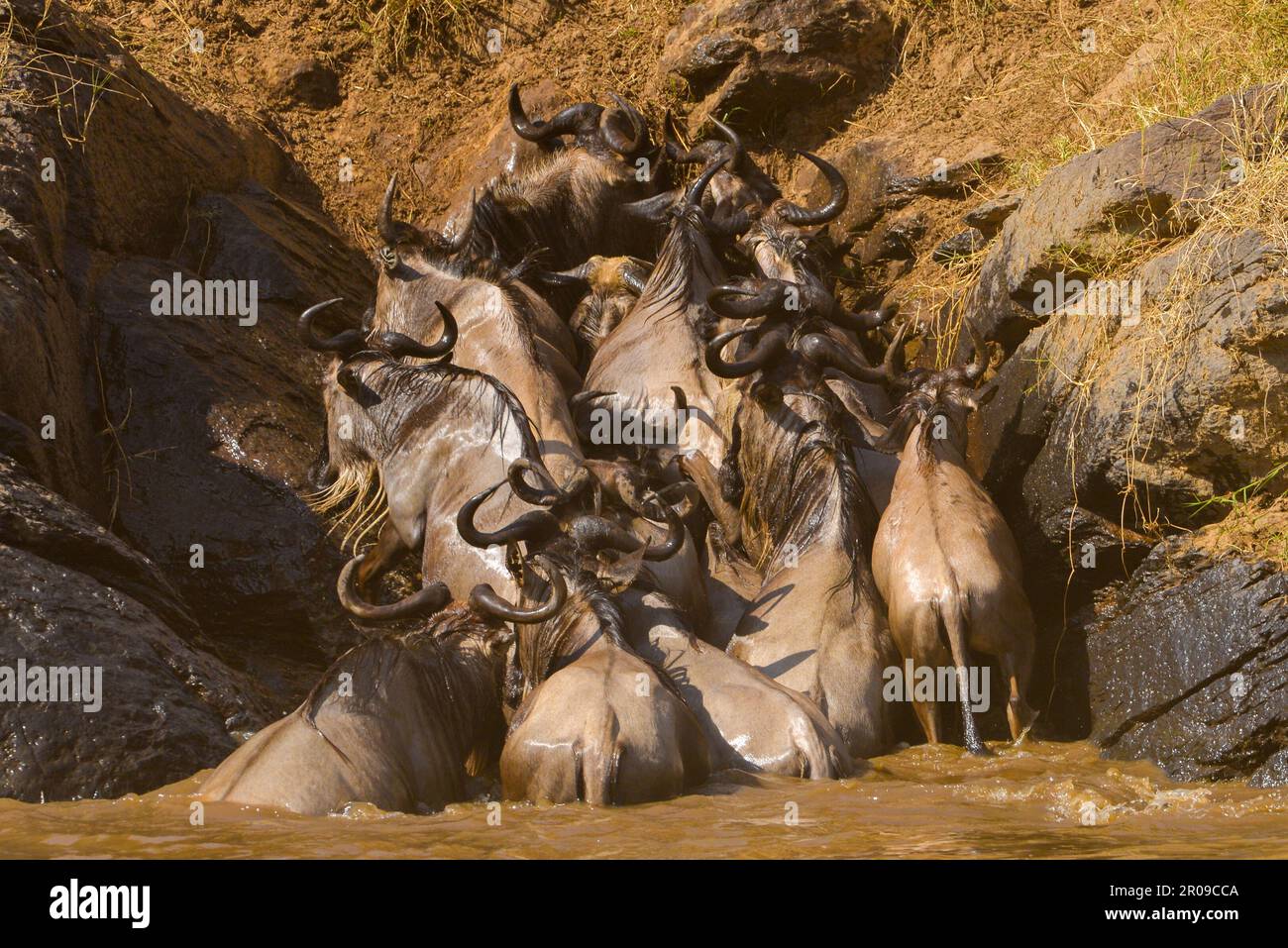 La faune africaine Banque D'Images