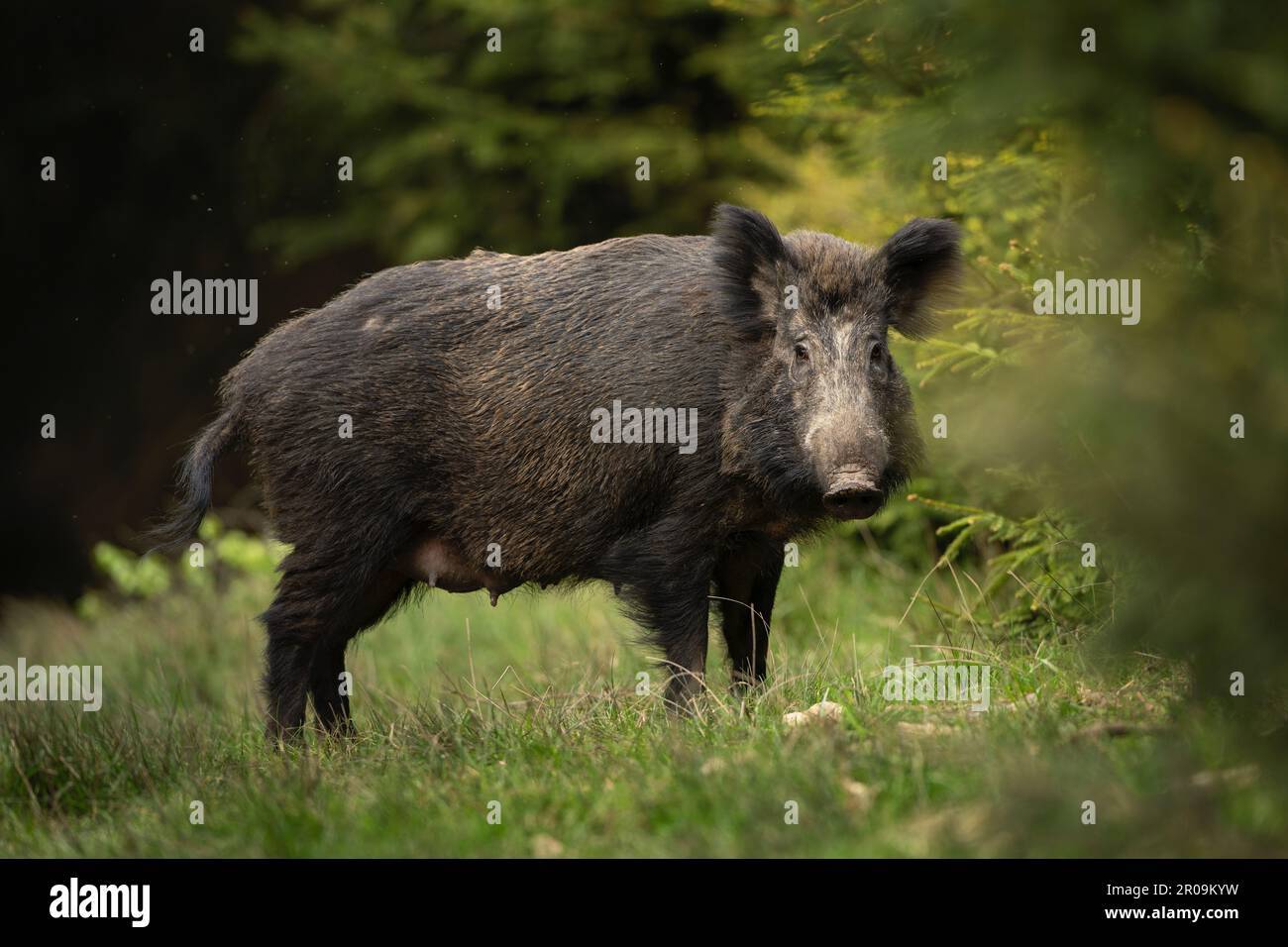 Sanglier dans la forêt. Nature européenne au printemps. Contact œil à œil avec le sanglier. Banque D'Images