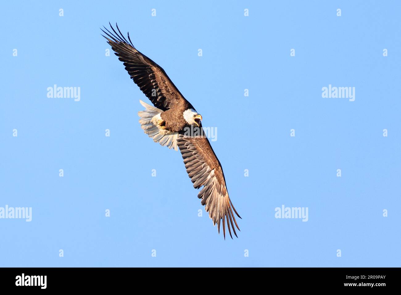 Aigle à tête blanche volant avec fond bleu ciel, Québec, Canada Banque D'Images