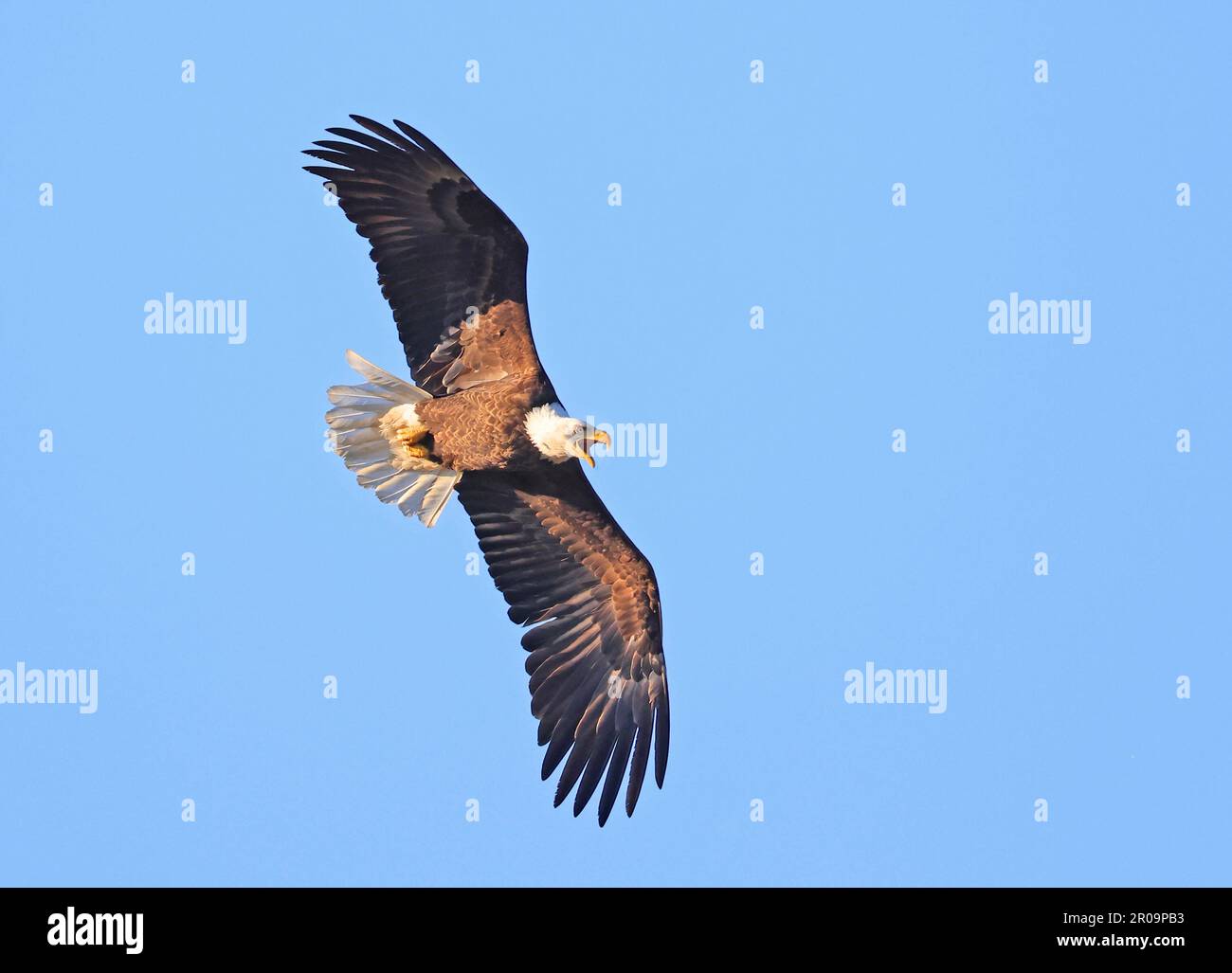 Aigle à tête blanche volant avec fond bleu ciel, Québec, Canada Banque D'Images