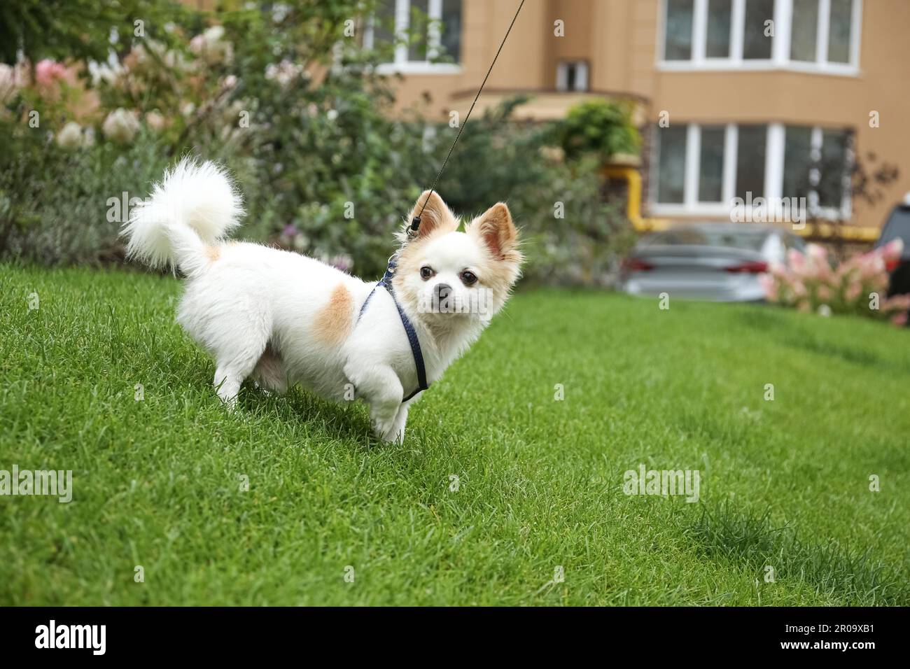 Mignon Chihuahua avec laisse sur l'herbe verte dans le parc. Chien marchant Banque D'Images