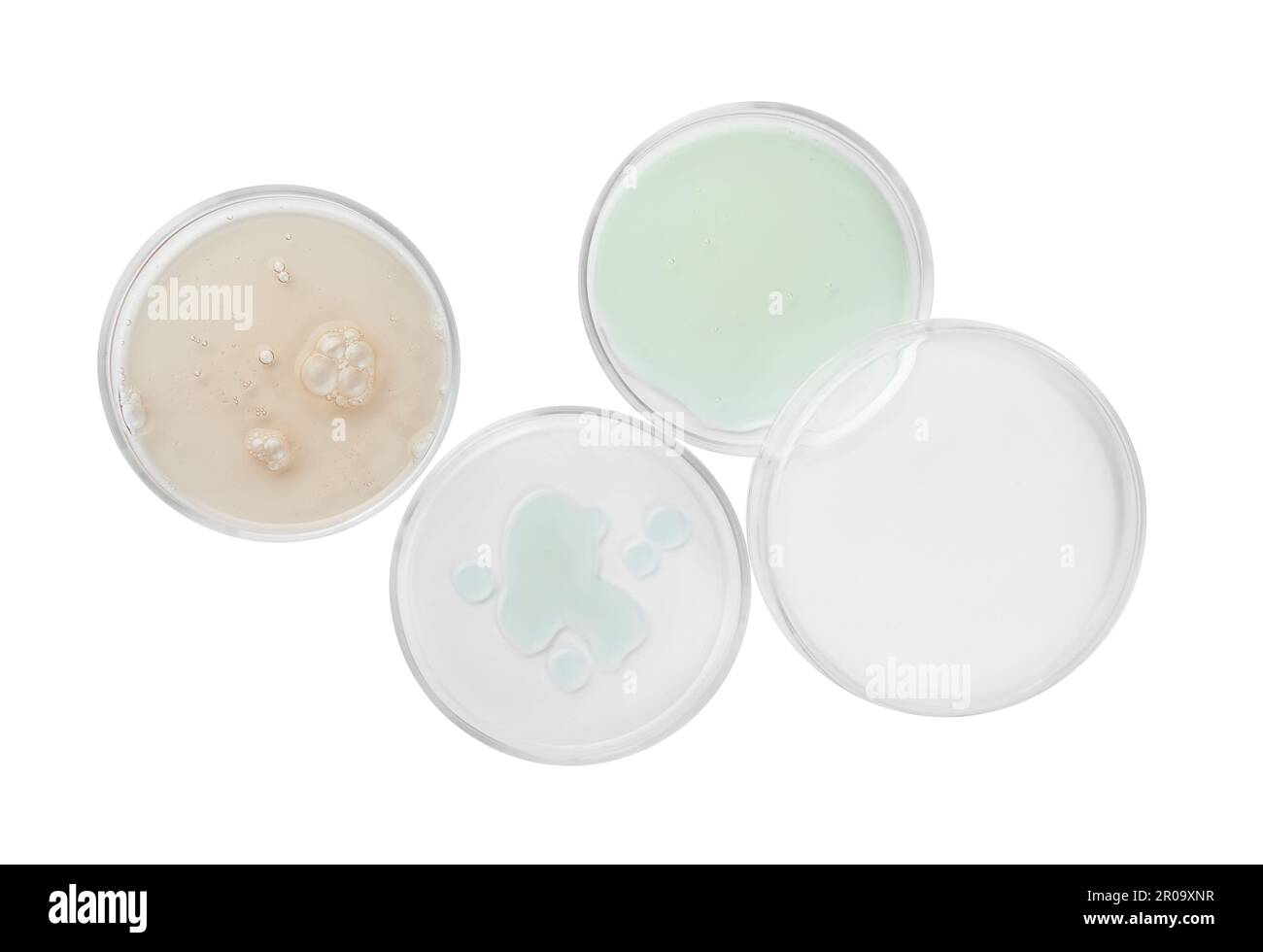Boîtes de Petri avec différents liquides sur fond blanc, vue de dessus Banque D'Images