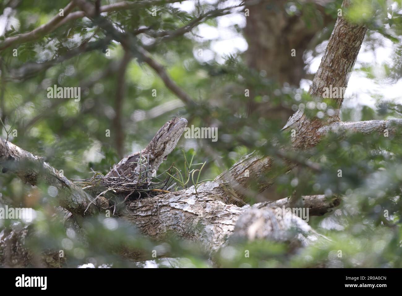 Gueule de papier (Podargus papuensis) en Papouasie-Nouvelle-guinée Banque D'Images