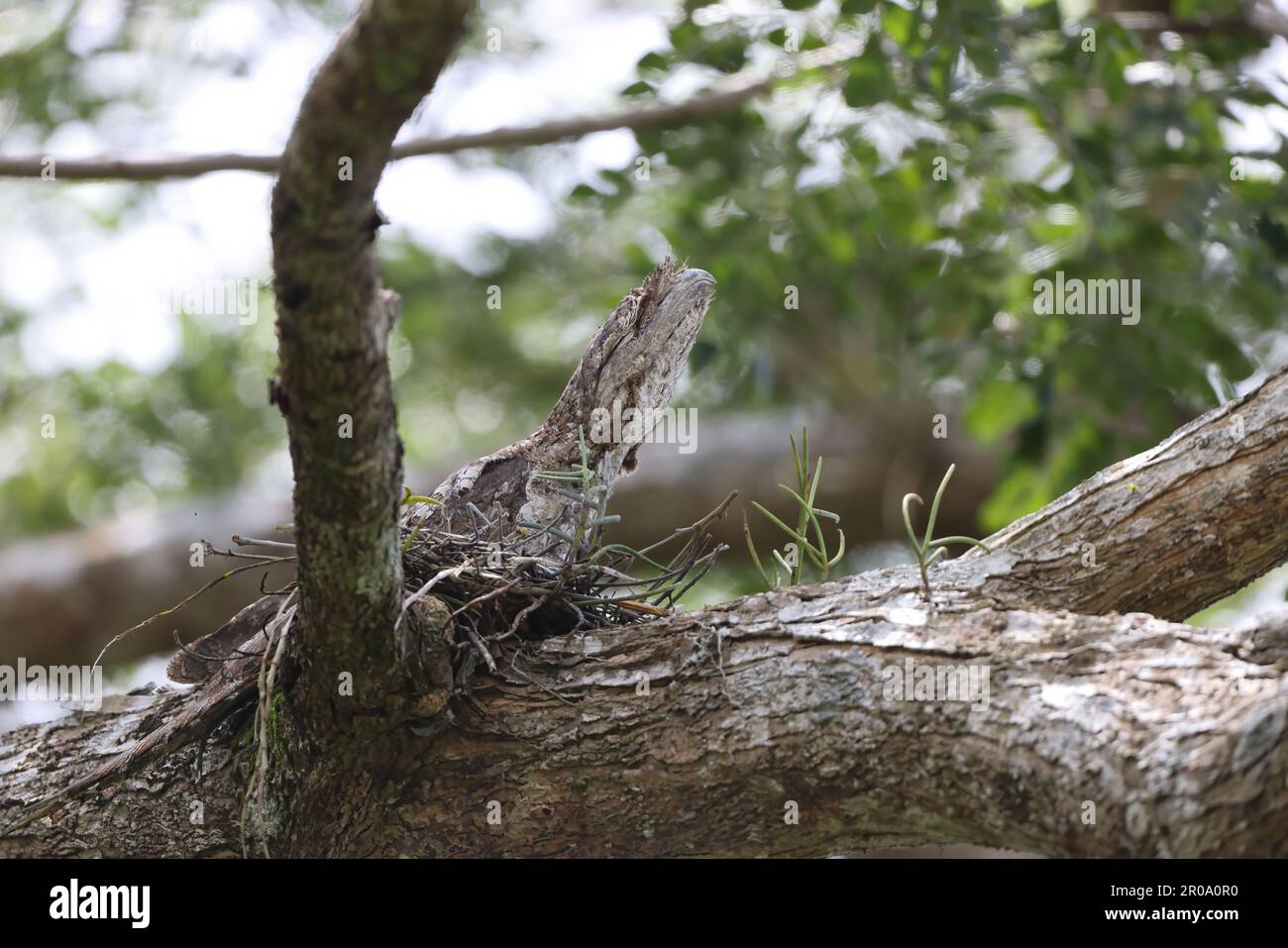 Gueule de papier (Podargus papuensis) en Papouasie-Nouvelle-guinée Banque D'Images
