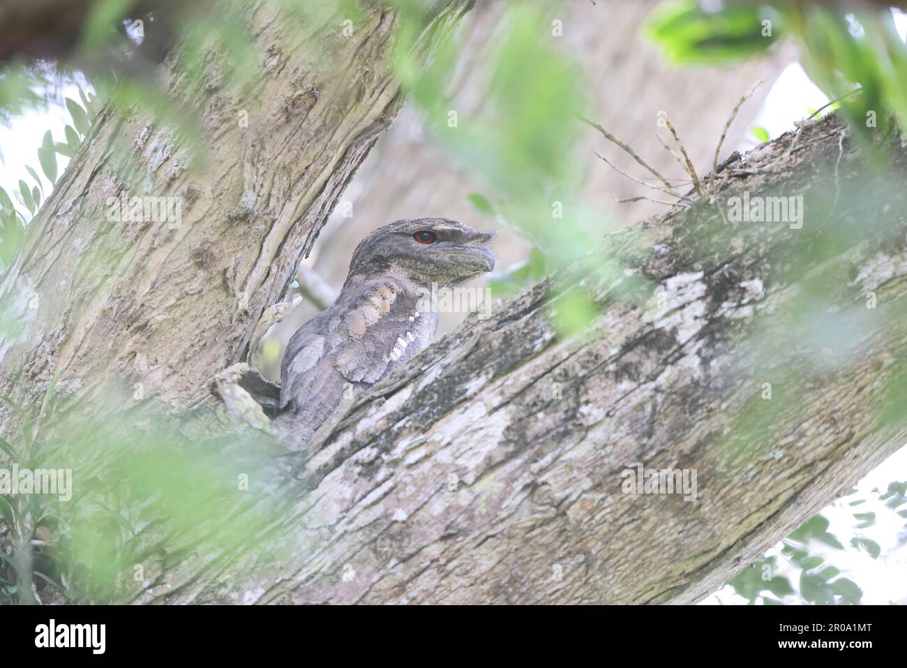 Gueule de papier (Podargus papuensis) en Papouasie-Nouvelle-guinée Banque D'Images