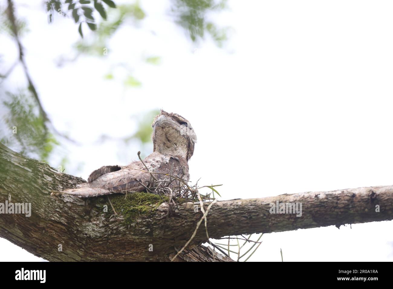 Gueule de papier (Podargus papuensis) en Papouasie-Nouvelle-guinée Banque D'Images