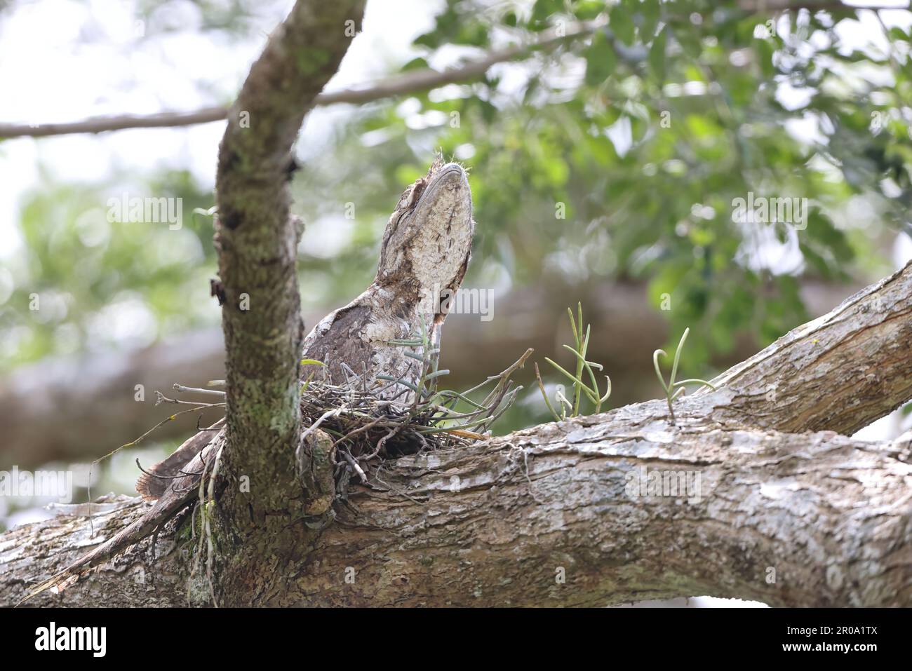 Gueule de papier (Podargus papuensis) en Papouasie-Nouvelle-guinée Banque D'Images