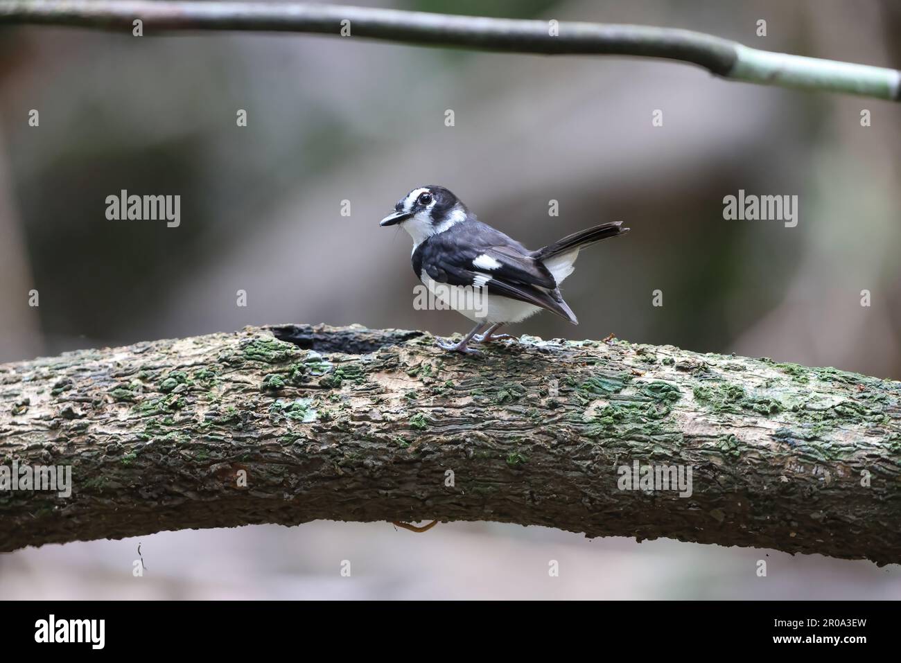 Robin noire (Poecilodryas hypoleuca) en Papouasie-Nouvelle-guinée Banque D'Images