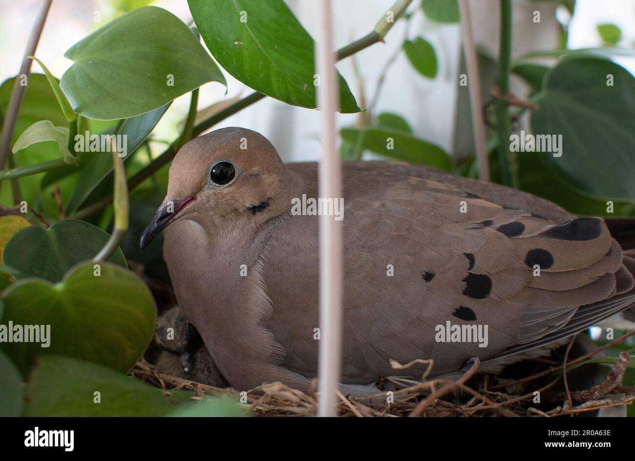 Portrait de l'oiseau de maman de Dove de deuil avec son bébé oiseau dans un nid fait dans un panier de suspension de plante Banque D'Images