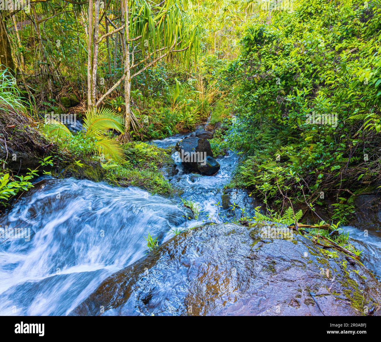 Petit ruisseau qui coule au-dessus de la route de Kalalau, Kauai, Hawaii, États-Unis Banque D'Images